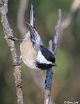 Black-capped Chickadee 18 - Poecile atricapilla