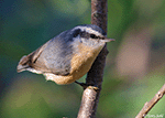 Red-breasted Nuthatch 14 - Sitta canadensis