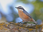 Red-breasted Nuthatch 1 - Sitta canadensis