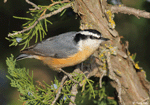 Red-breasted Nuthatch 5 - Sitta canadensis