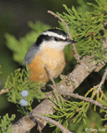 Red-breasted Nuthatch 7 - Sitta canadensis