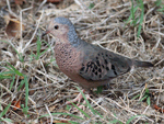 Common Ground-Dove - Columbina passerina
