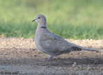 Eurasian Collared Dove - Streptopelia decaocto