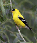American Goldfinch 10 - Spinus tristis