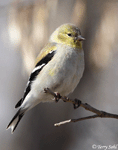 American Goldfinch 13 - Spinus tristis
