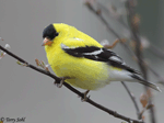 American Goldfinch 16 - Spinus tristis