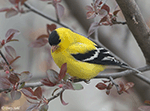 American Goldfinch 19 - Spinus tristis