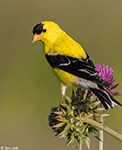 American Goldfinch 24 - Spinus tristis