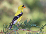 American Goldfinch 6 - Spinus tristis