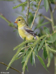 American Goldfinch 9 - Spinus tristis