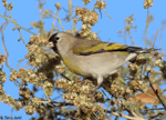 Lawrence's Goldfinch 1 - Spinus lawrencei