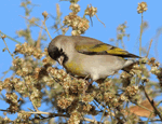 Lawrence's Goldfinch 2 - Spinus lawrencei