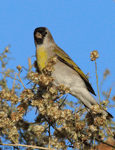 Lawrence's Goldfinch 3 - Spinus lawrencei
