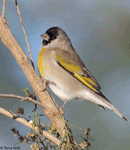 Lawrence's Goldfinch 6 - Spinus lawrencei