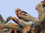 White-winged Crossbill 10 - Loxia leucoptera