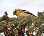 White-winged Crossbill 14 - Loxia leucoptera