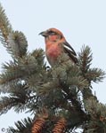 White-winged Crossbill 1 - Loxia leucoptera