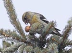 White-winged Crossbill 2 - Loxia leucoptera