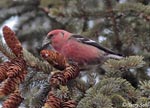 White-winged Crossbill 5 - Loxia leucoptera