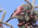 White-winged Crossbill 9 - Loxia leucoptera