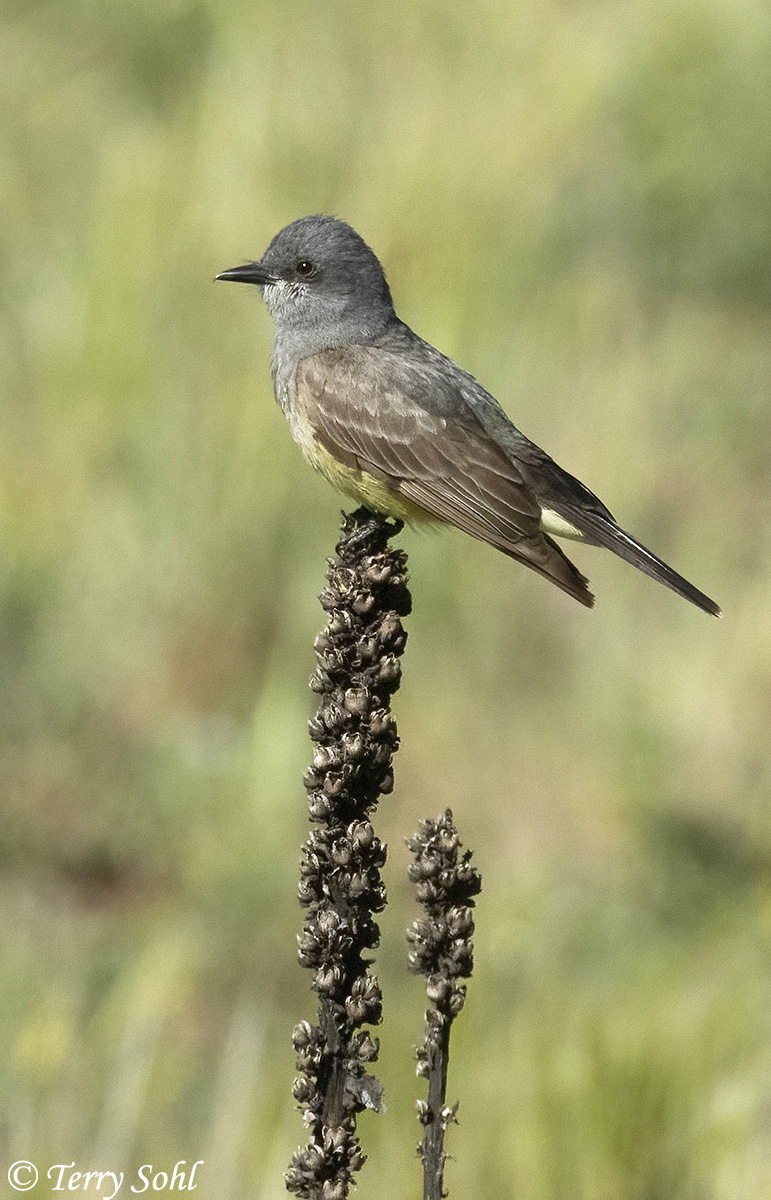 Cassin's Kingbird featured photo