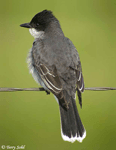 Eastern Kingbird 1 - Tyrannus tyrannus