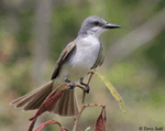 Gray Kingbird - Tyrannus dominicensis