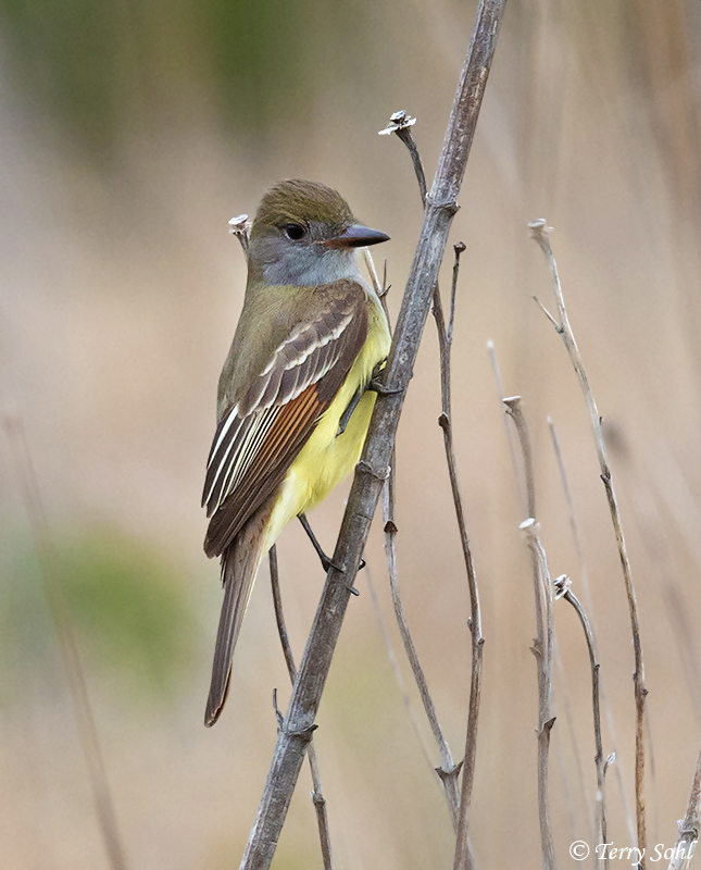 Great Crested Flycatcher - Myiarchus crinitus