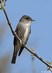 Olive-sided Flycatcher 1 - Contopus cooperi