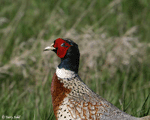Ring-necked Pheasant 10 - Phasianus colchicus