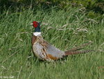 Ring-necked Pheasant 12 - Phasianus colchicus