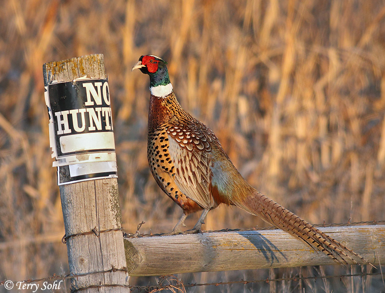 Ring-necked Pheasant - "No Hunting"