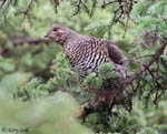 Spruce Grouse - Falcipennis canadensis