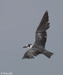 Black Tern 11 - Childonias niger