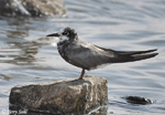 Black Tern 12 - Childonias niger