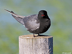Black tern 18 - Childonias niger