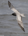 Black tern 19 - Childonias niger