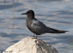 Black Tern 6 - Childonias niger