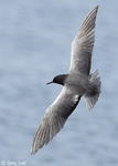 Black Tern 7 - Childonias niger