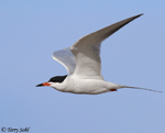 Common Tern 4 - Sterna hirundo