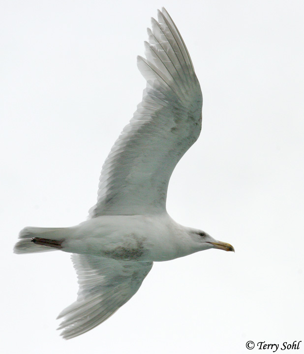 Glaucous-winged Gull - Larus glaucescens