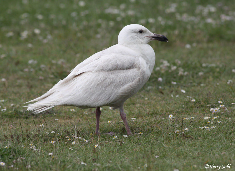 Glaucous-winged Gull - Larus glaucescens