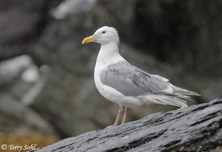 Glaucous-winged Gull - Larus glaucescens