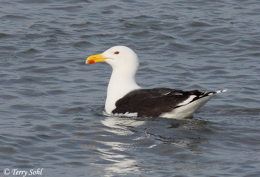 Great Black-backed Gull - Larus marinus