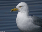 Herring Gull 1 - Larus argentatus