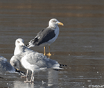 Lesser Black-backed Gull 1 - Larus fuscus