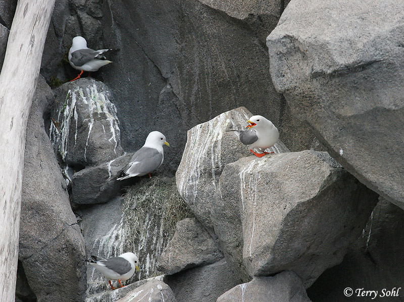 Red-legged Kittiwake - Rissa brevirostris