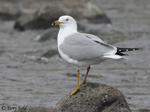 Ring-billed Gull 17 - Larus delawarensis