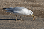Ring-billed Gull 25 - Larus delawarensis