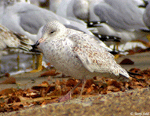 Ring-billed Gull 4 - Larus delawarensis